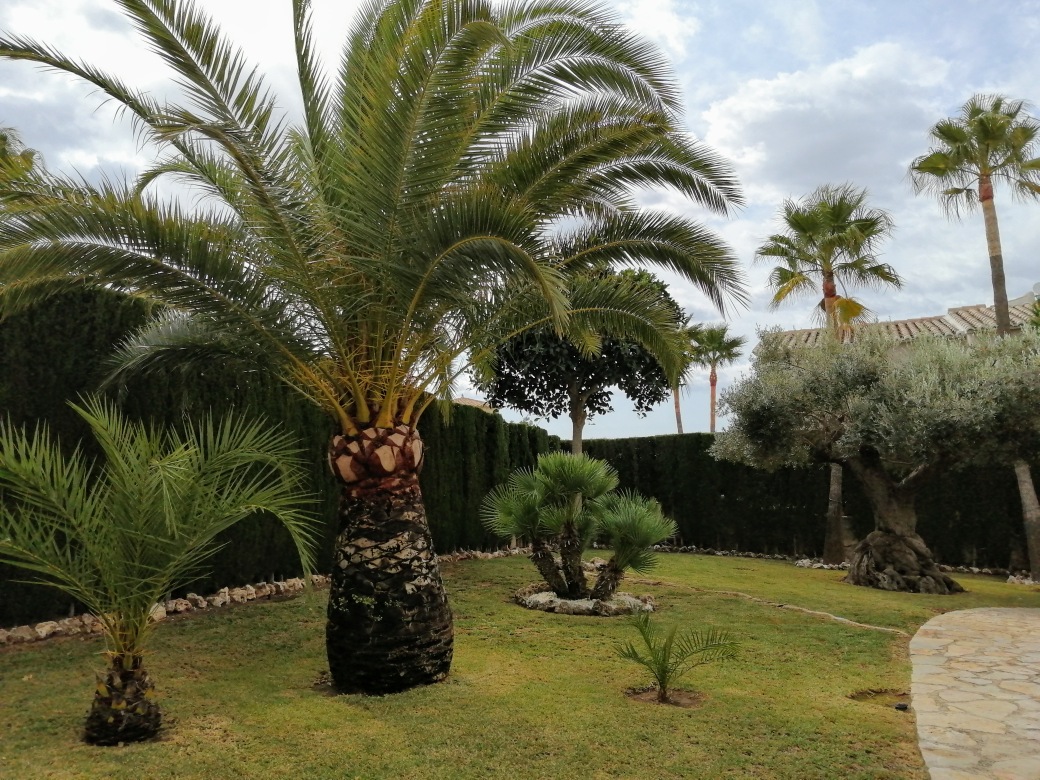 podas de arboles Teulada