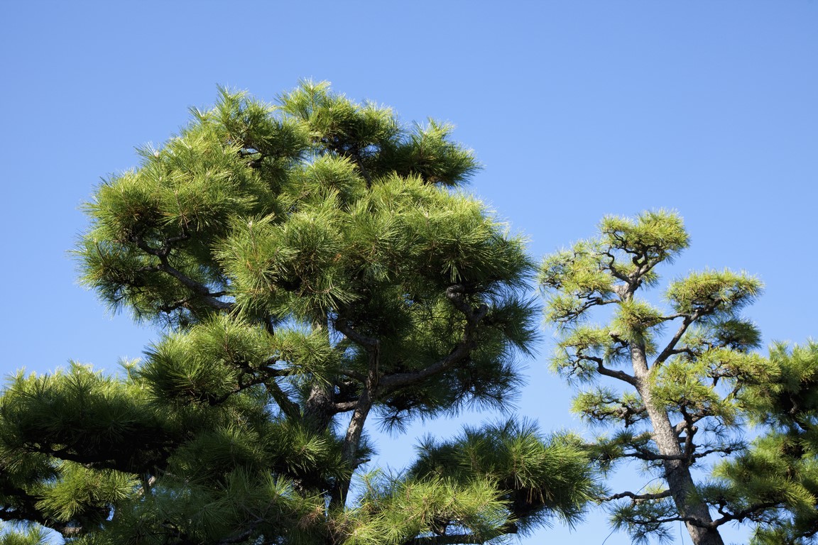 podas de arboles Teulada