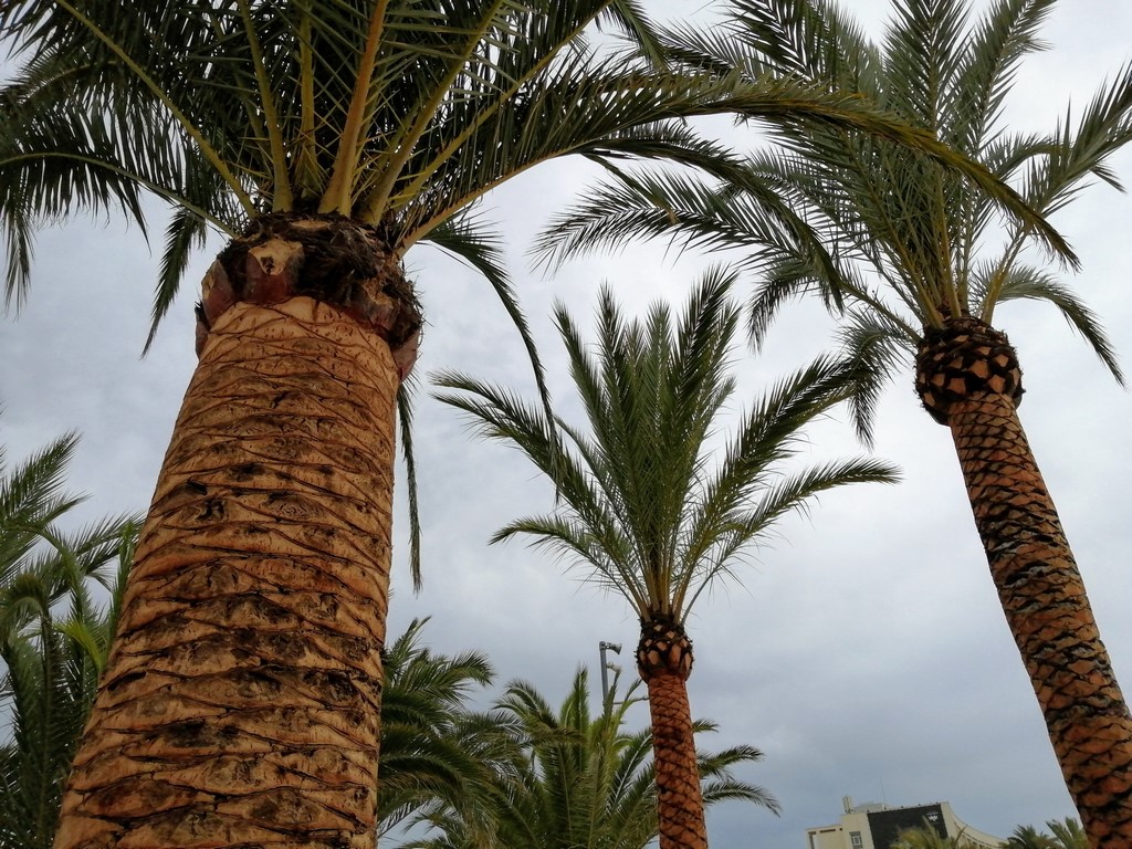 podas palmeras Teulada