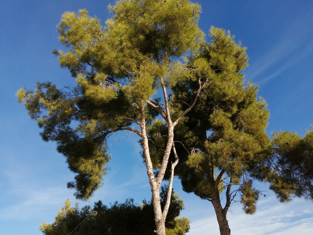 poda de pino en teulada-moraira