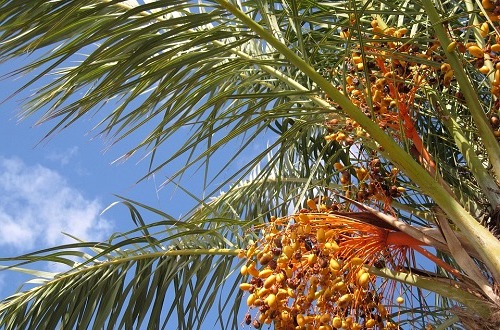 prunnings of palms and trees