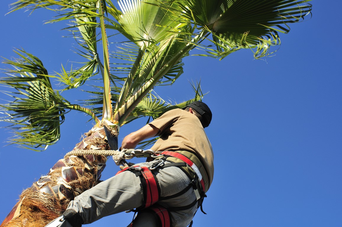 Pruning a Palm Tree, High Up Moraira Palm tree pruning in Teulada-Moraira