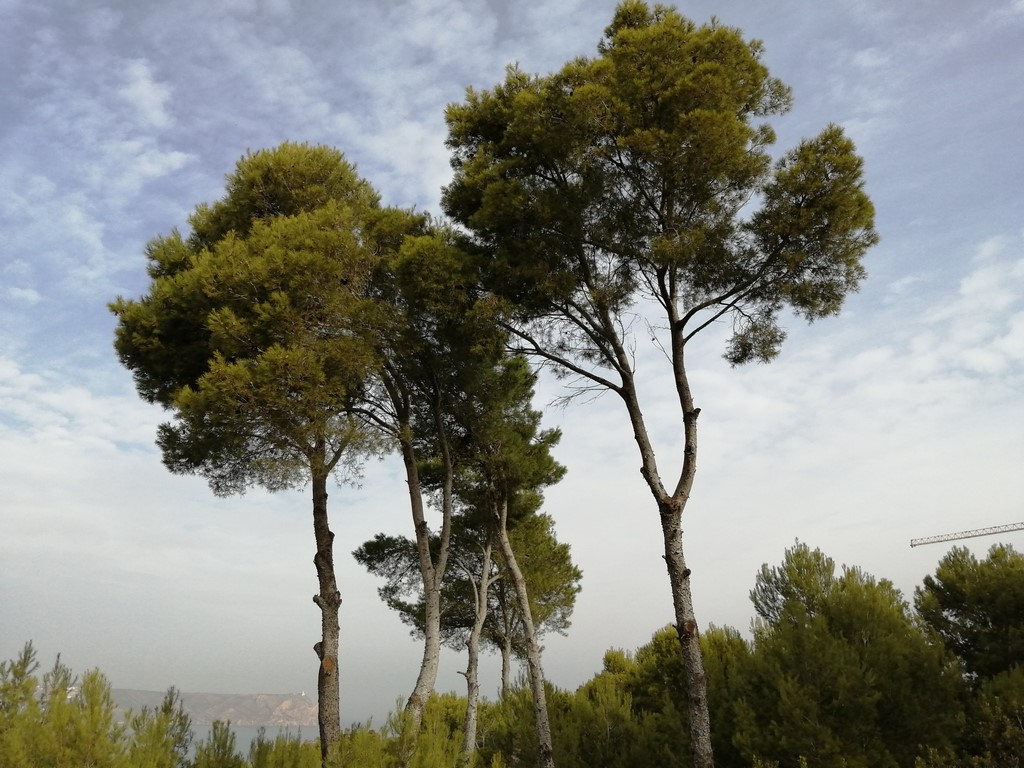Pine tree pruning and felling in Teulada Pine tree pruning and felling in Teulada