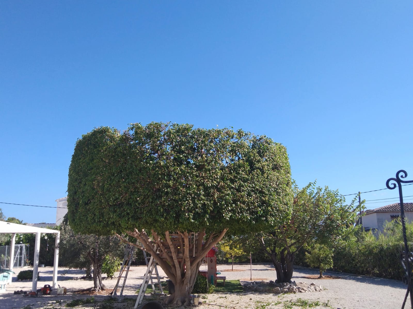 Poda arboles formación Teulada-Moraira