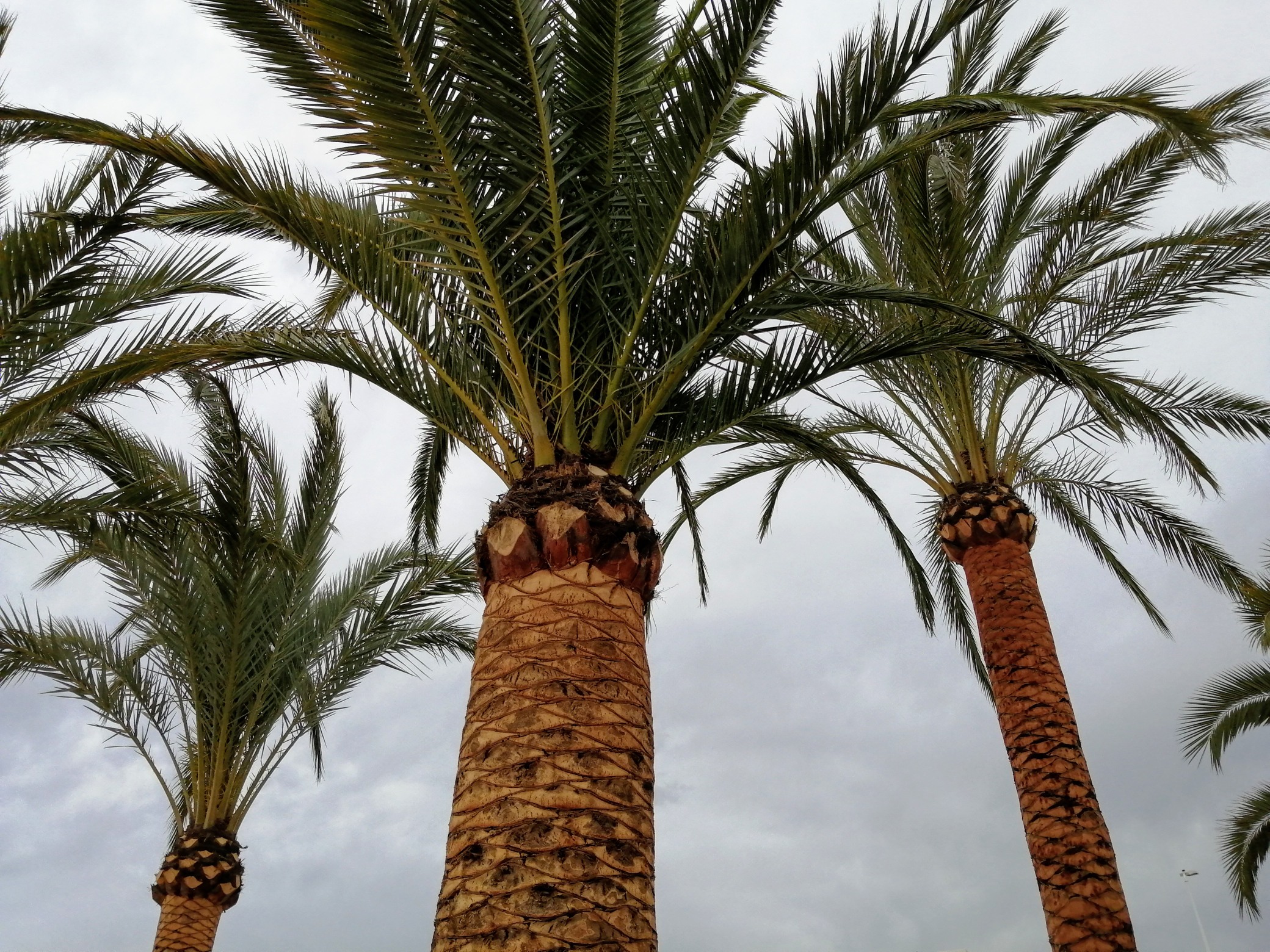 Palm tree pruning in Teulada-Moraira Palm tree pruning in Teulada-Moraira